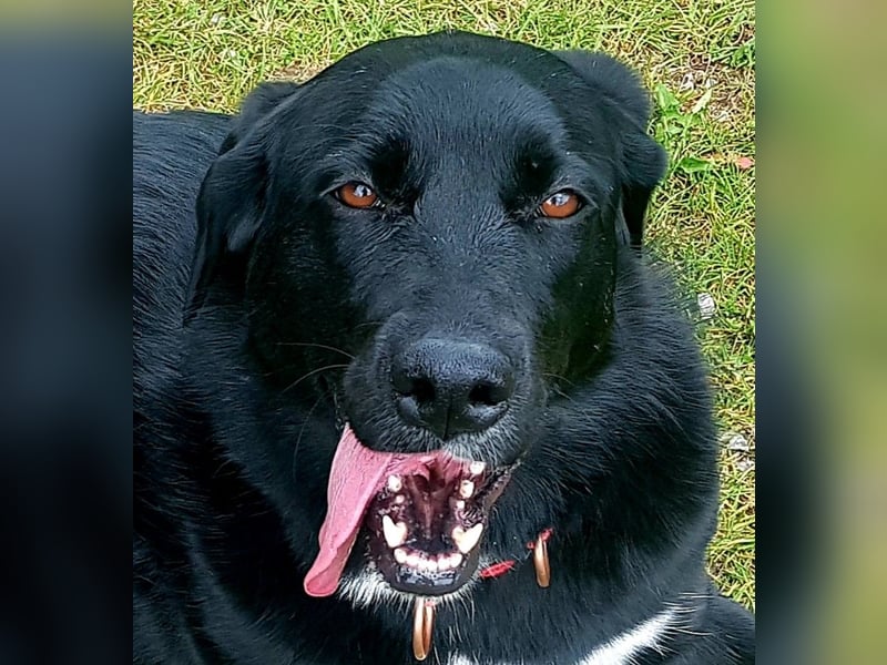 Ein besonderer Hund sucht seine Familie…