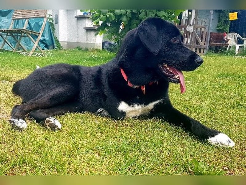 Ein besonderer Hund sucht seine Familie…
