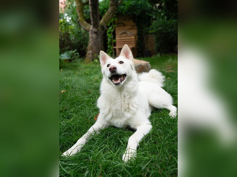 Fröhliche Kiwa sucht ihre Menschen