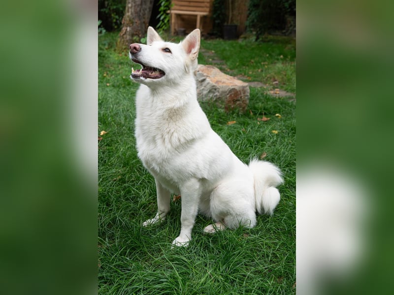 Fröhliche Kiwa sucht ihre Menschen