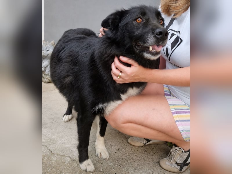 Lilly eine besondere Hündin