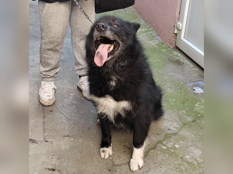 Lilly eine besondere Hündin
