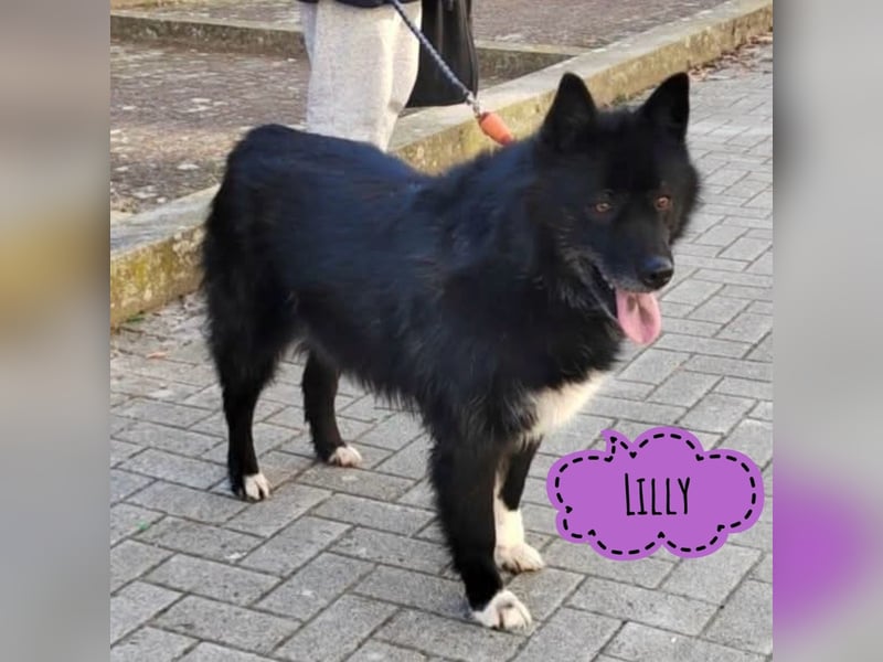 Lilly eine besondere Hündin