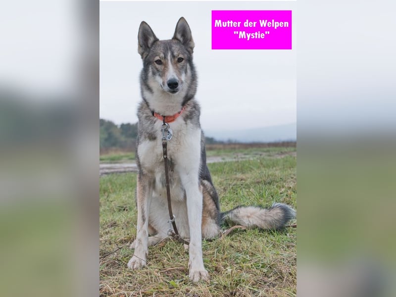 Westsibirische Laika Welpen mit FCI-Papieren – jagdlich geführt