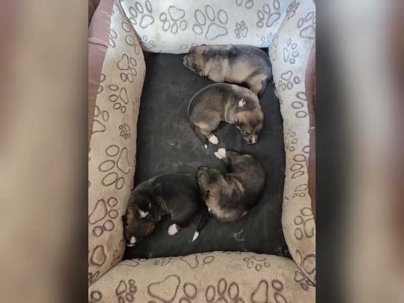 Westsibirische Laika Welpen mit FCI-Papieren – jagdlich geführt