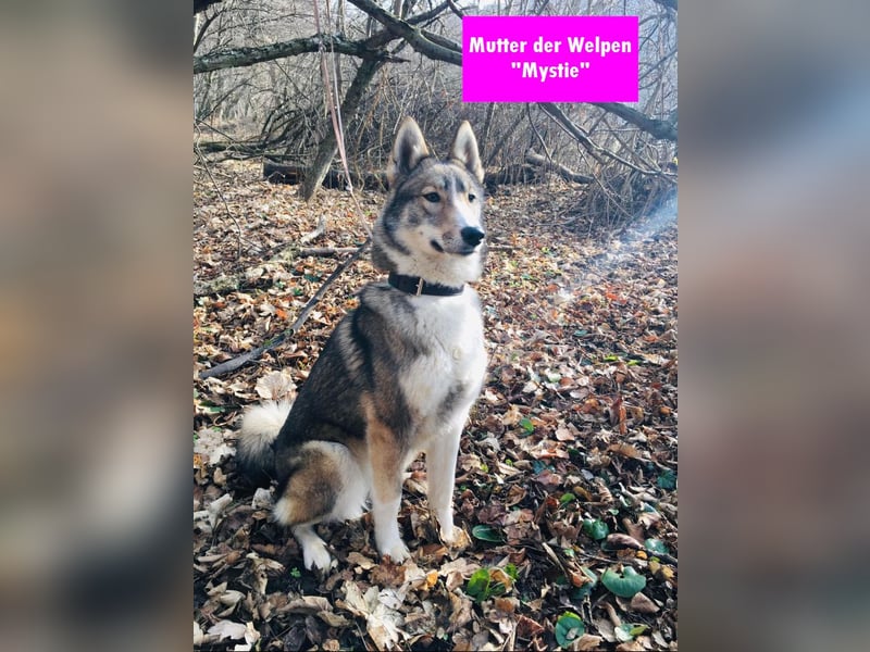 Westsibirische Laika Welpen mit FCI-Papieren – jagdlich geführt