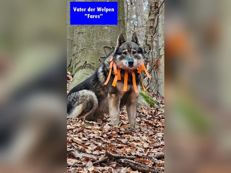 Westsibirische Laika Welpen mit FCI-Papieren – jagdlich geführt