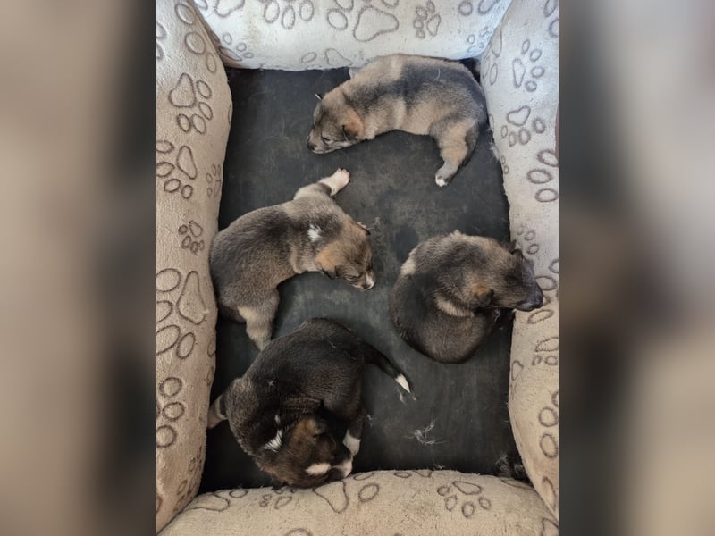 Westsibirische Laika Welpen mit FCI-Papieren – jagdlich geführt