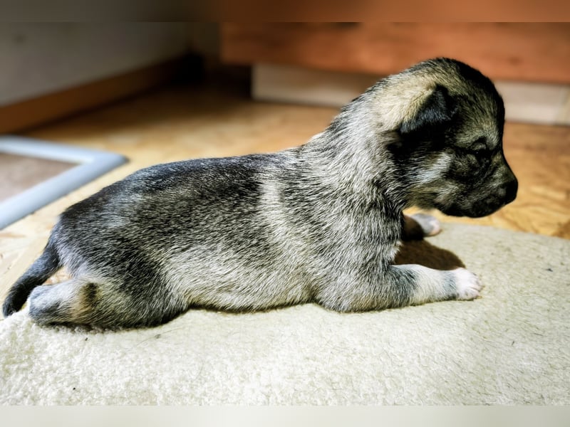 Westsibirische Laika Welpen
