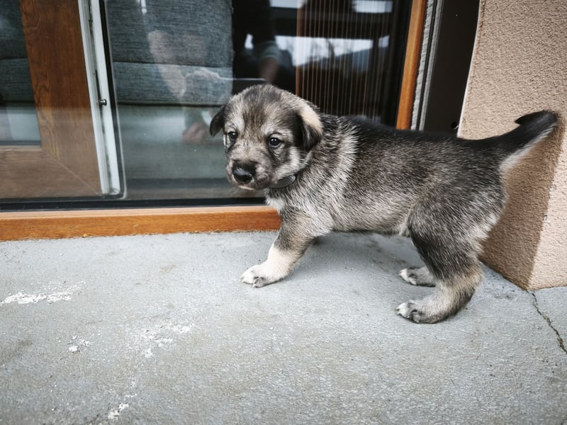 Westsibirische Laika Welpen