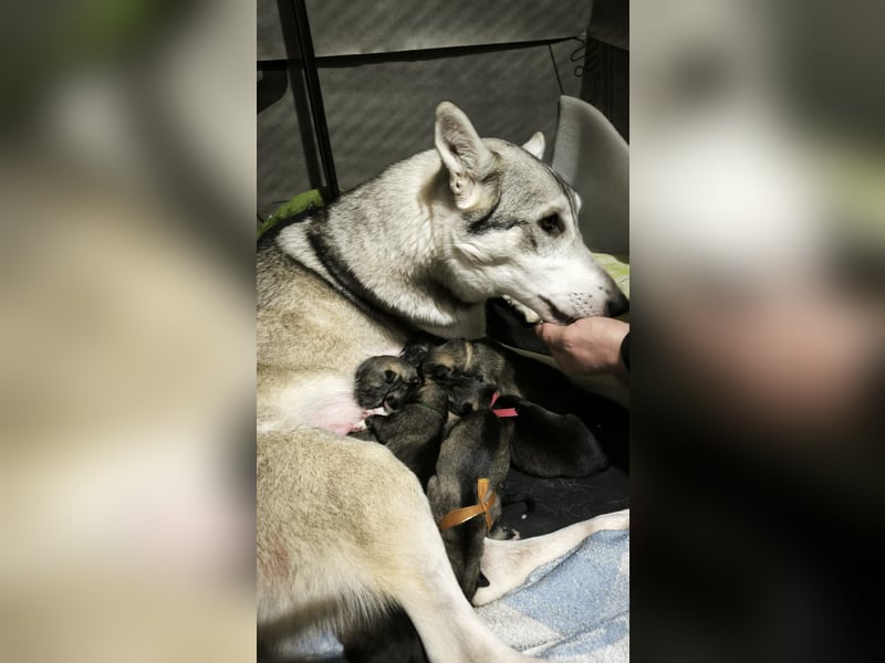 Westsibirische Laika Welpen