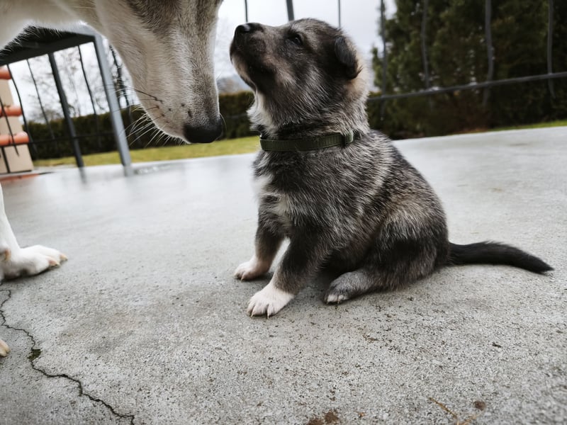 Westsibirische Laika Welpen