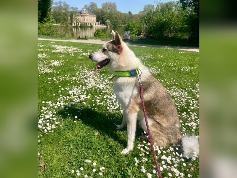 Westsibirischer Laika jagdhund nordischer Hund