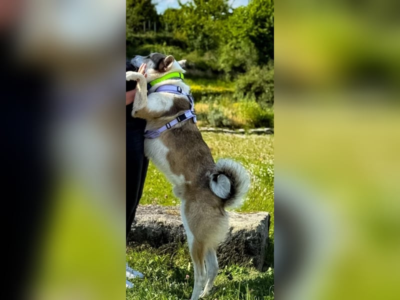 Westsibirischer Laika jagdhund nordischer Hund