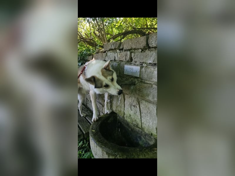 Westsibirischer Laika jagdhund nordischer Hund