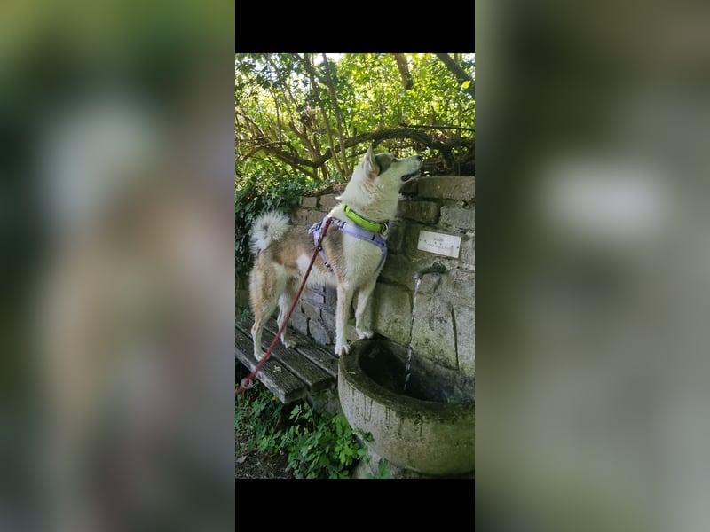 Westsibirischer Laika jagdhund nordischer Hund