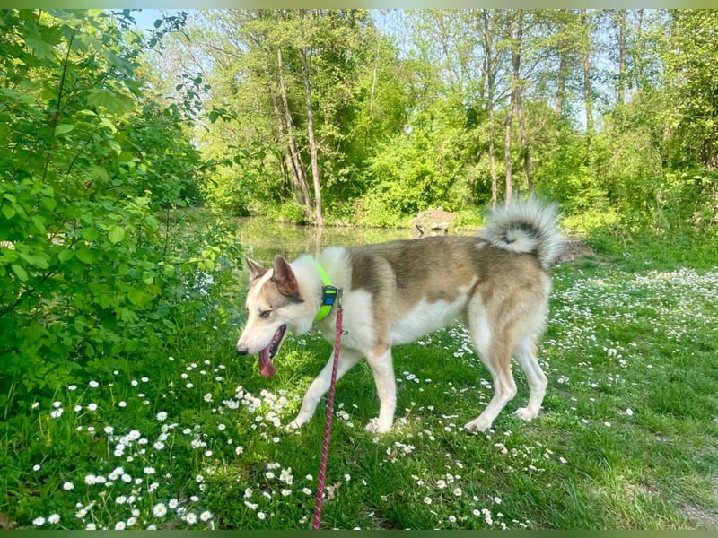 Westsibirischer Laika jagdhund nordischer Hund