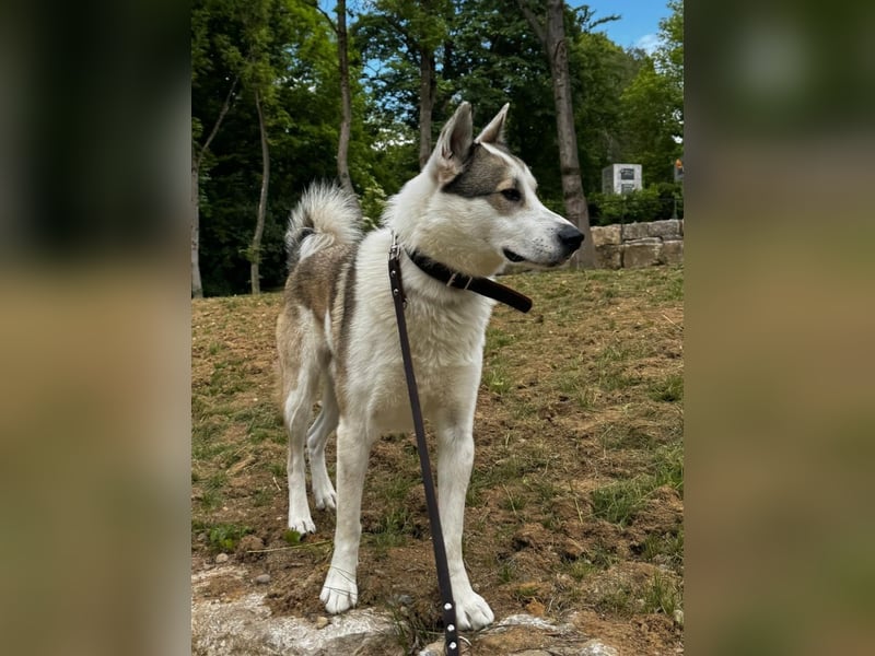 Westsibirischer Laika jagdhund nordischer Hund