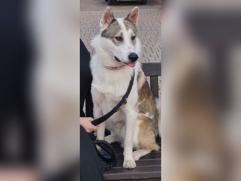 Westsibirischer Laika jagdhund nordischer Hund