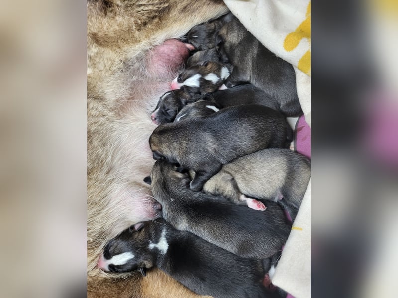 Westsibirische Laikawelpen