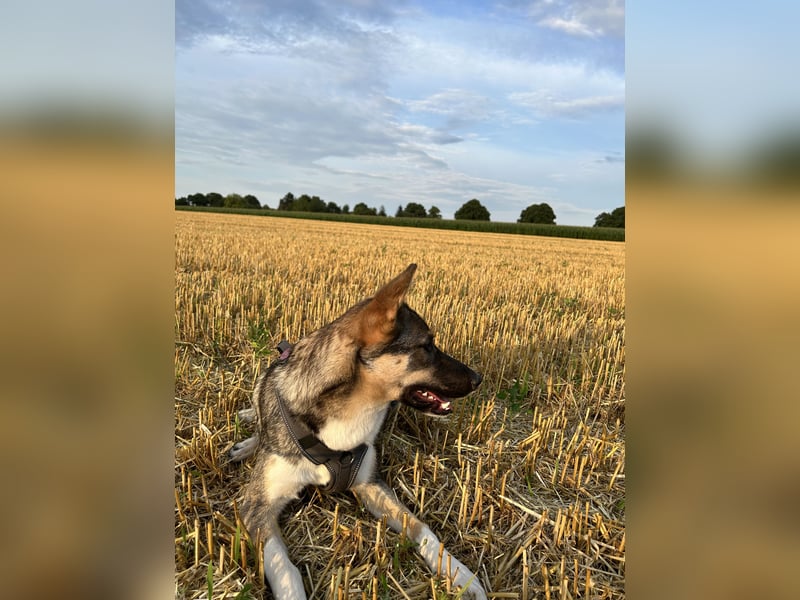 Westsibirischer Laika