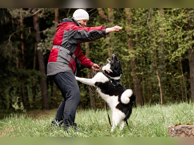 Chase, geb. 01/2020 - Sanfter, liebevoller Laika Rüde