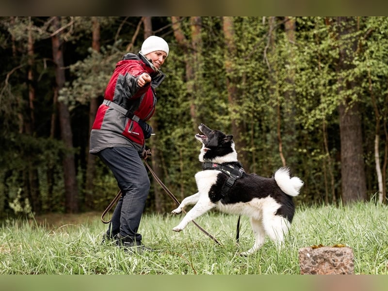 Chase, geb. 01/2020 - Sanfter, liebevoller Laika Rüde