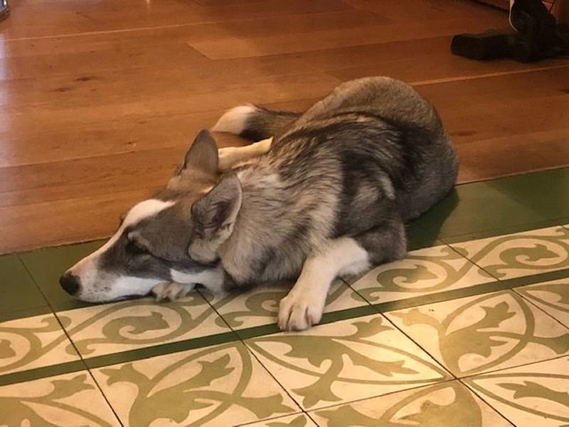 Laika-Rüde Oris vom Rothsteiner Felsen