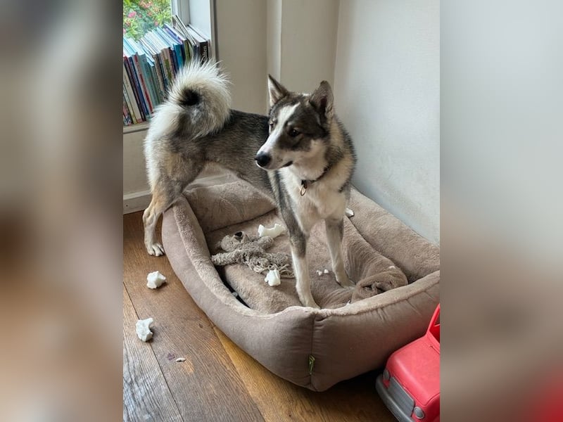 Laika-Rüde Oris vom Rothsteiner Felsen