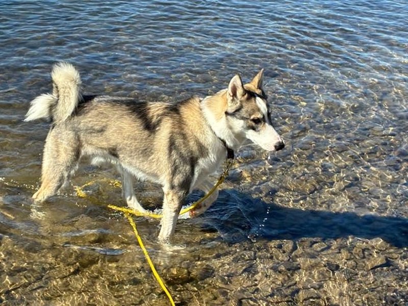 Laika-Rüde Oris vom Rothsteiner Felsen