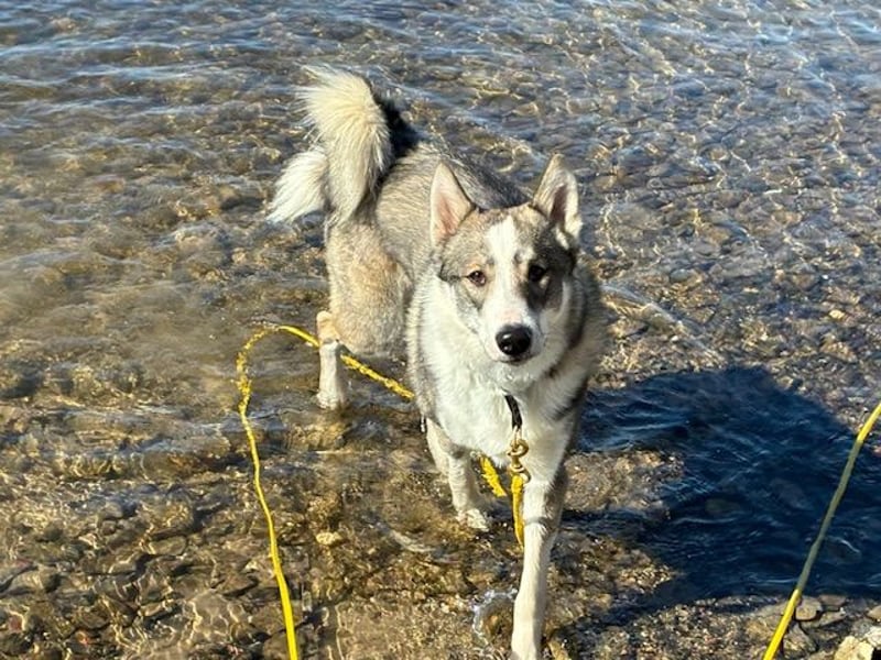 Laika-Rüde Oris vom Rothsteiner Felsen