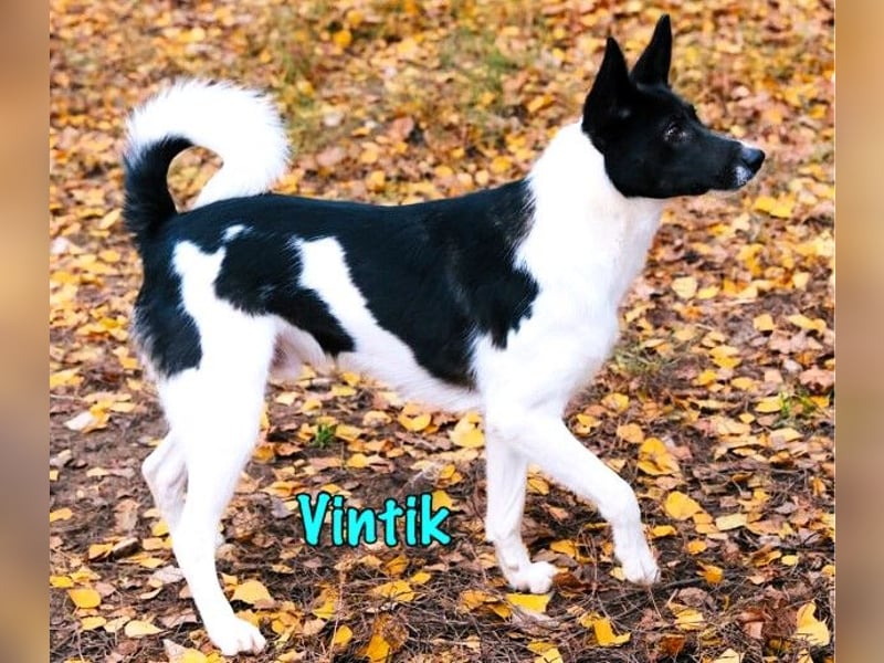 Vintik 08/2021 (RUS) - lebensfroher, intelligenter und sportlicher Rüde!