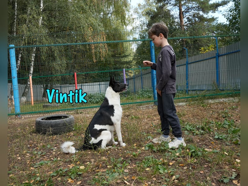 Vintik 08/2021 (RUS) - lebensfroher, intelligenter und sportlicher Rüde!