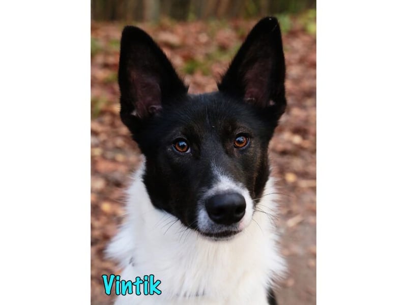 Vintik 08/2021 (RUS) - lebensfroher, intelligenter und sportlicher Rüde!