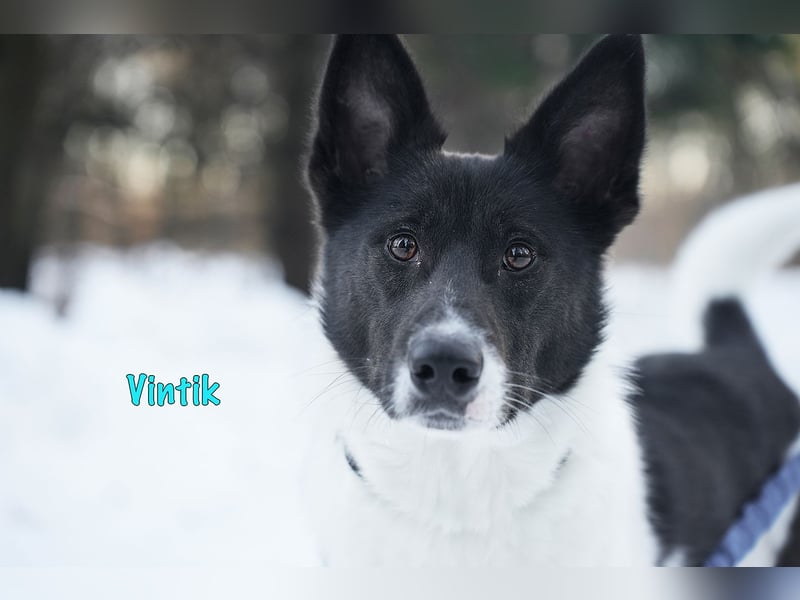 Vintik 08/2021 (RUS) - lebensfroher, intelligenter und sportlicher Rüde!