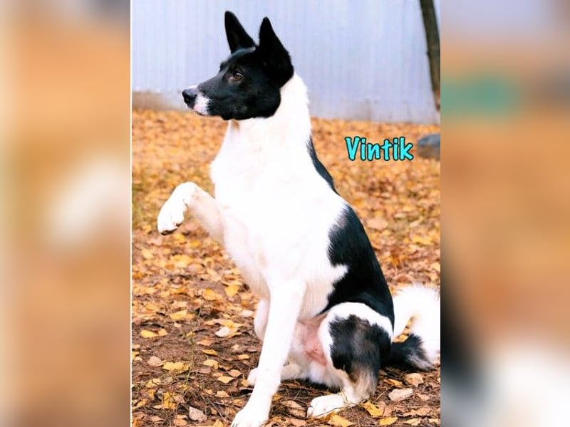 Vintik 08/2021 (RUS) - lebensfroher, intelligenter und sportlicher Rüde!