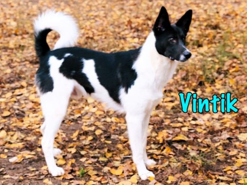 Vintik 08/2021 (RUS) - lebensfroher, intelligenter und sportlicher Rüde!