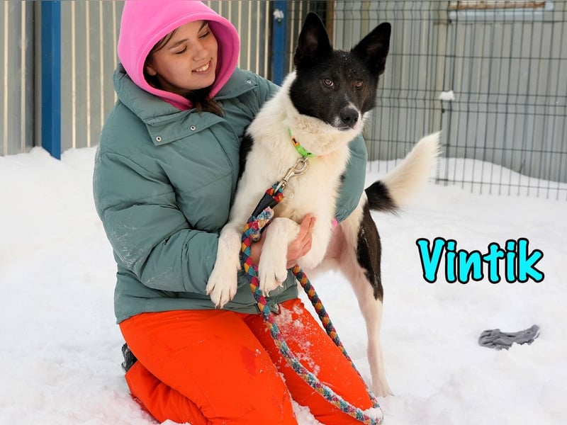 Vintik 08/2021 (RUS) - lebensfroher, intelligenter und sportlicher Rüde!