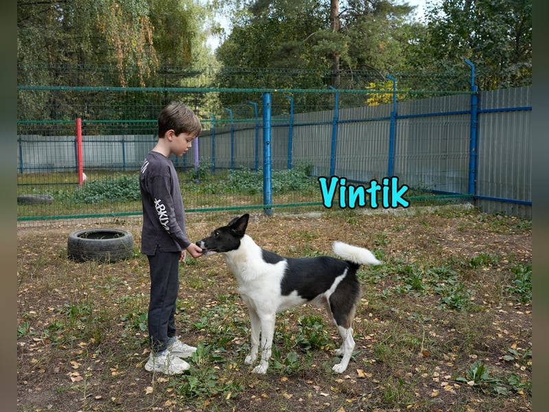 Vintik 08/2021 (RUS) - lebensfroher, intelligenter und sportlicher Rüde!