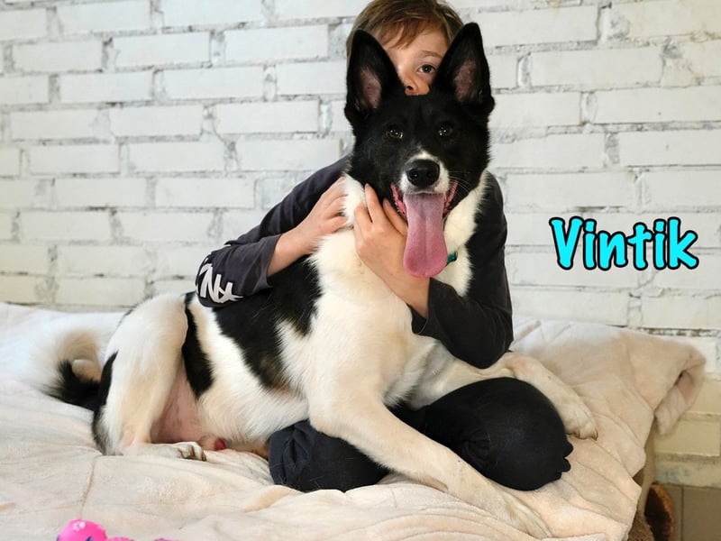 Vintik 08/2021 (RUS) - lebensfroher, intelligenter und sportlicher Rüde!