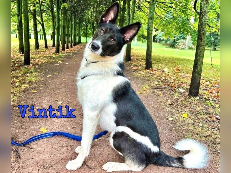 Vintik 08/2021 (RUS) - lebensfroher, intelligenter und sportlicher Rüde!