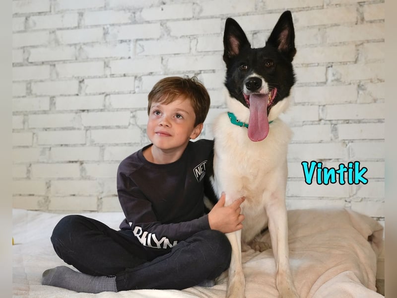 Vintik 08/2021 (RUS) - lebensfroher, intelligenter und sportlicher Rüde!