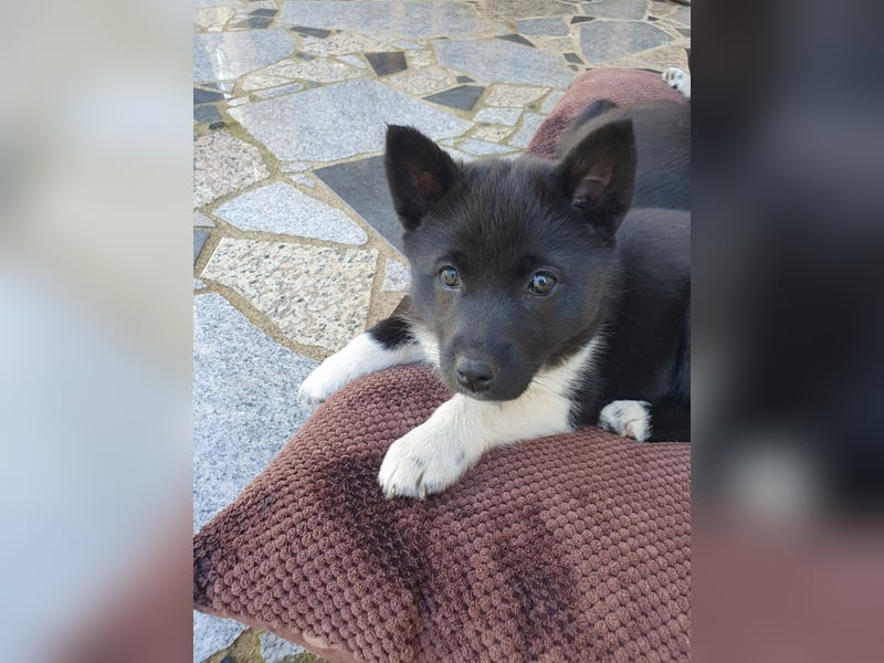Unsere Welpen suchen ein neues Zuhause! Russisch-Europäische Laika (REL)