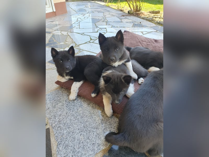 Unsere Welpen suchen ein neues Zuhause! Russisch-Europäische Laika (REL)