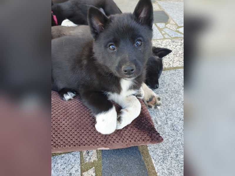 Unsere Welpen suchen ein neues Zuhause! Russisch-Europäische Laika (REL)