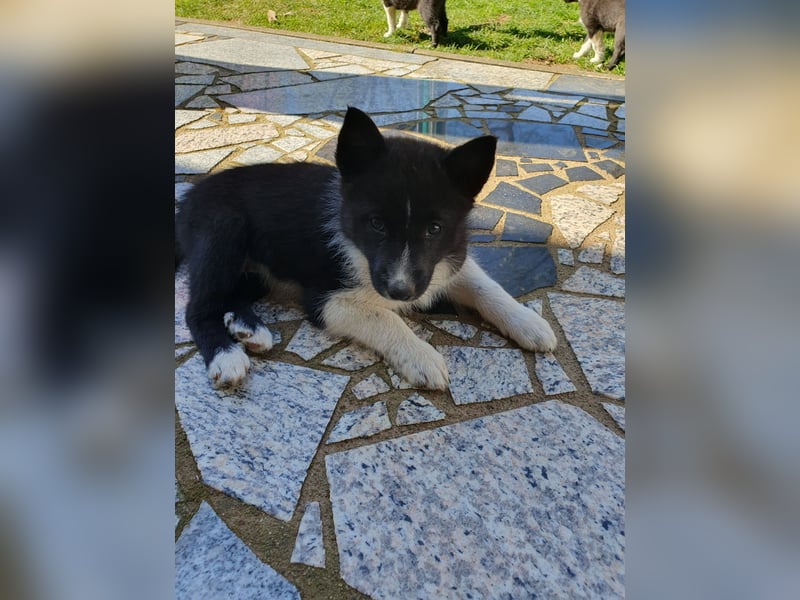 Unsere Welpen suchen ein neues Zuhause! Russisch-Europäische Laika (REL)