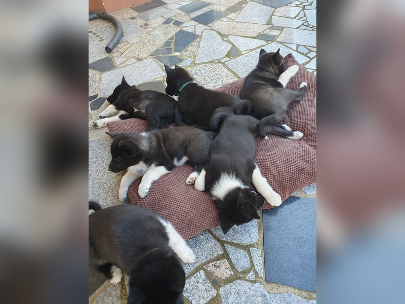Unsere Welpen suchen ein neues Zuhause! Russisch-Europäische Laika (REL)