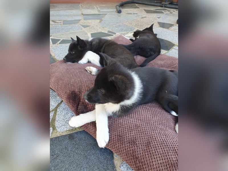 Unsere Welpen suchen ein neues Zuhause! Russisch-Europäische Laika (REL)