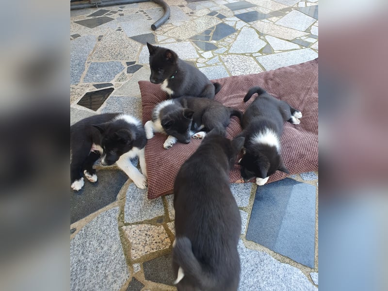 Unsere Welpen suchen ein neues Zuhause! Russisch-Europäische Laika (REL)