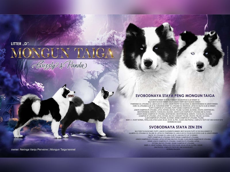 Yakutian laika / Yakutskaya Laika puppies